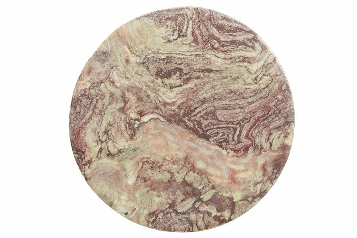 Polished Neoproterozoic Stromatolite (Conophyton) - Morocco #365851